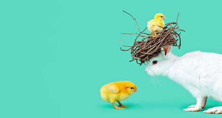 Easter Bunny with a Nest of Chicks on its Head Against a teal Background. Easter creative banner. - obrazy, fototapety, plakaty