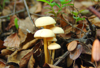 Wild porcini mushrooms in the autumn forest against a background of fallen leaves
