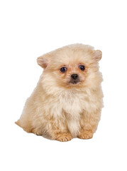 Pomeranian Spitz puppy on a white background