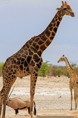 Tall Dark skinned Male Giraffe standing on the plains with an oryx in the background