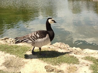 Barnacle Goose (Branta leucopsis) next to pond on a sunny day.
