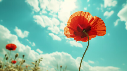 Close up of red poppy flower against blue sky background. Spring landscape concept. Generative AI