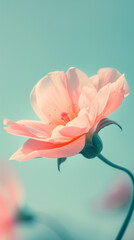 One Light Peach Flower background. Clear and Peaceful. Empty Space.