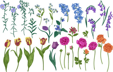 Set with spring and summer flowers. Garden plants. Illustration. Tulips, hyacinths, flax, ranunculus, hyacinthoides. Engraving style. - 735083153