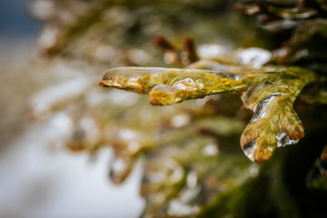 Icy tree branches. Tree branches with ice. Green needles with ice