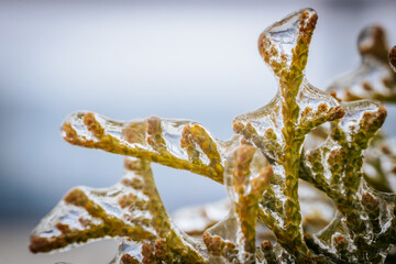 Icy tree branches. Tree branches with ice. Green needles with ice
