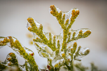 Icy tree branches. Tree branches with ice. Green needles with ice
