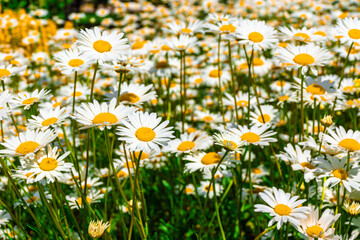 The glade turned yellow from many blooming daisies - obrazy, fototapety, plakaty
