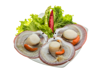 Raw fresh scallop