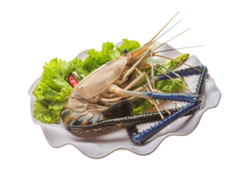 Freshwater prawn