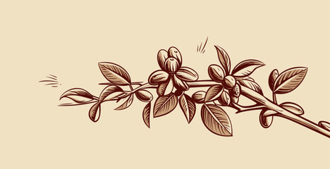 Abstract coffee plant with coffee beans  symbolizing coffee cultivation in agriculture. simple Vector Illustration art simple minimalist illustration creative