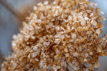 dry hortensia flowers in the autumn garden, bokeh background