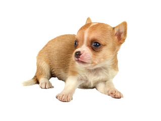 Funny puppy Chihuahua poses