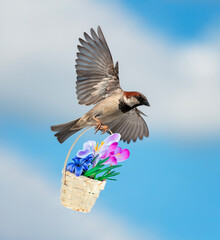 holiday spring card with a sparrow bird flying with a basket of the first beautiful flowers of...