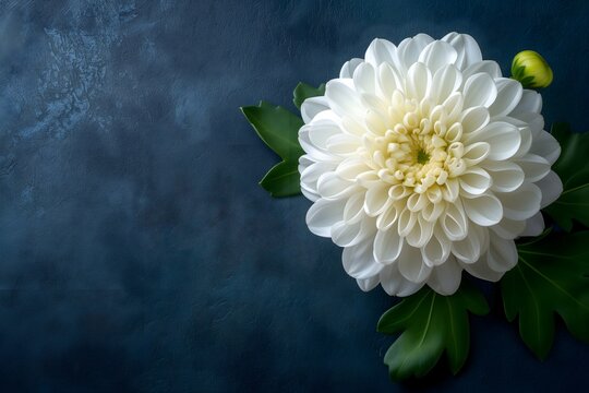 Serene backdrop for mourning, showcasing a white chrysanthemum flower on dark surface, ideal for heartfelt tributes.