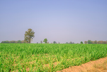 Obraz premium Sugarcane growing inside the farm in countryside of Thailand