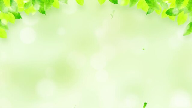 Fresh green leaves shining in the sunlight. Trees in early summer.loop video background (091)