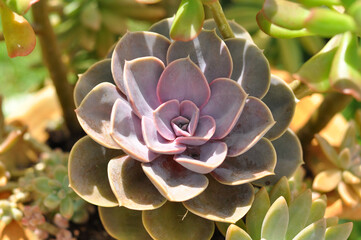 planta suculenta roxa de jardim 