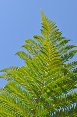 Fototapeta premium folhas galhos de palma em céu azul de verão 