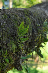 natureza gralhos em crescimento 