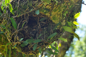 natureza gralhos em crescimento 