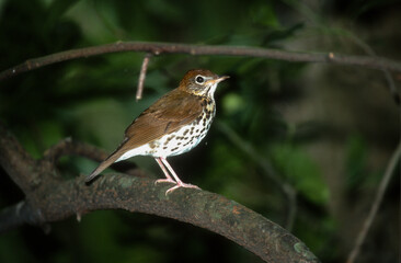 Grive des bois,.Hylocichla mustelina, Wood Thrush