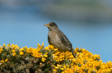 Merle austral,.Turdus falcklandii, Austral Thrush, Iles Falkland, Malouines