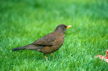 Merle austral,.Turdus falcklandii, Austral Thrush, Iles Falkland, Malouines
