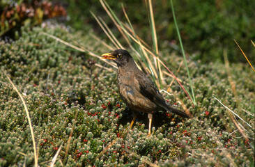 Merle austral,.Turdus falcklandii, Austral Thrush, Iles Falkland, Malouines