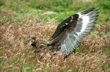 Grand Labbe, .Stercorarius skua, Great Skua