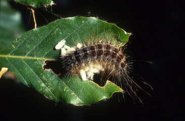 Bombyx disparate, Lymantria dispar,