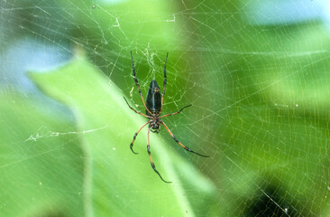 Néphile dorée, Trichonephila inaurata, araignée
