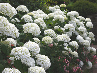 Closeup of the large white flowers of the summer flowering garden shrub Hydrangea arborescens Strong Annabelle.