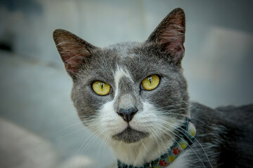 portrait of a cat