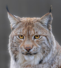 Frontal Close up view of an Eurasian lynx (Lynx lynx)