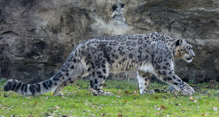 Side Close-up view of a walking Snow leopard (Unica unica)