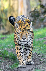 Frontal Close-up view of a walking Jaguar (Panthera onca)