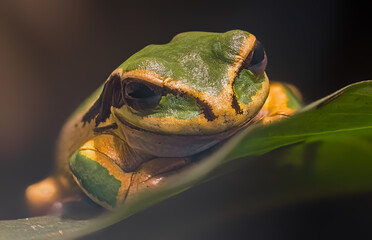 Close-up view of a Masked tree frog (Smilisca phaeota)