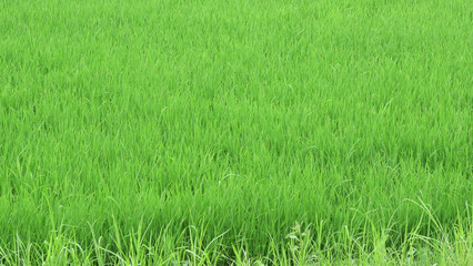 Paddy field with fresh green rice plants