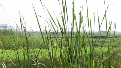Obraz premium Rural landscape with fresh grass plants in closeup