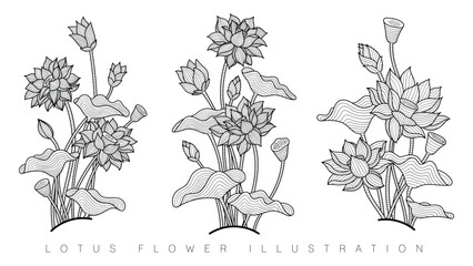 Set of Lotus Flower, Hand Drawn Illustration Vector