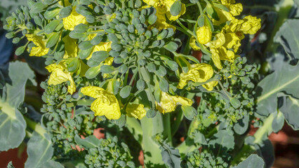 Yellow flower of Brassica oleracea var. italica.Broccoli