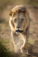 LION du Masai Mara