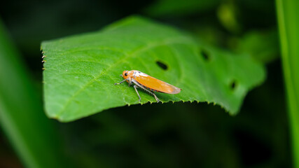 Small leafhopper resting on a green leaf