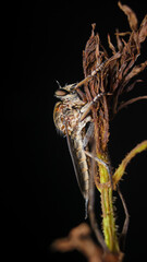 Black robber fly on dry leaf, insect macro 