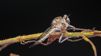 Photo macro robberfly  on twig