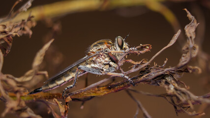 Extream foto macro robberfly on the twig