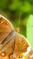 Common Buckeye butterfly (Junonia coenia) feeding on Butterfly weed flowers, wings wide open in the summer garden