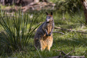 A shy swamp wallaby (Wallabia bicolor), also known as a black wallaby, keeps a wary eye out. The small marsupial, found in Australia, has distinctive colouring.