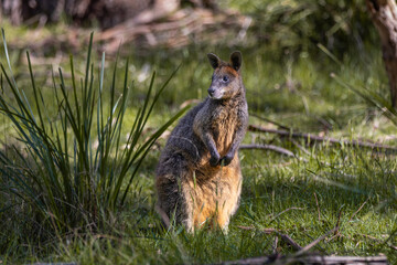 A shy swamp wallaby (Wallabia bicolor), also known as a black wallaby, keeps a wary eye out. The...